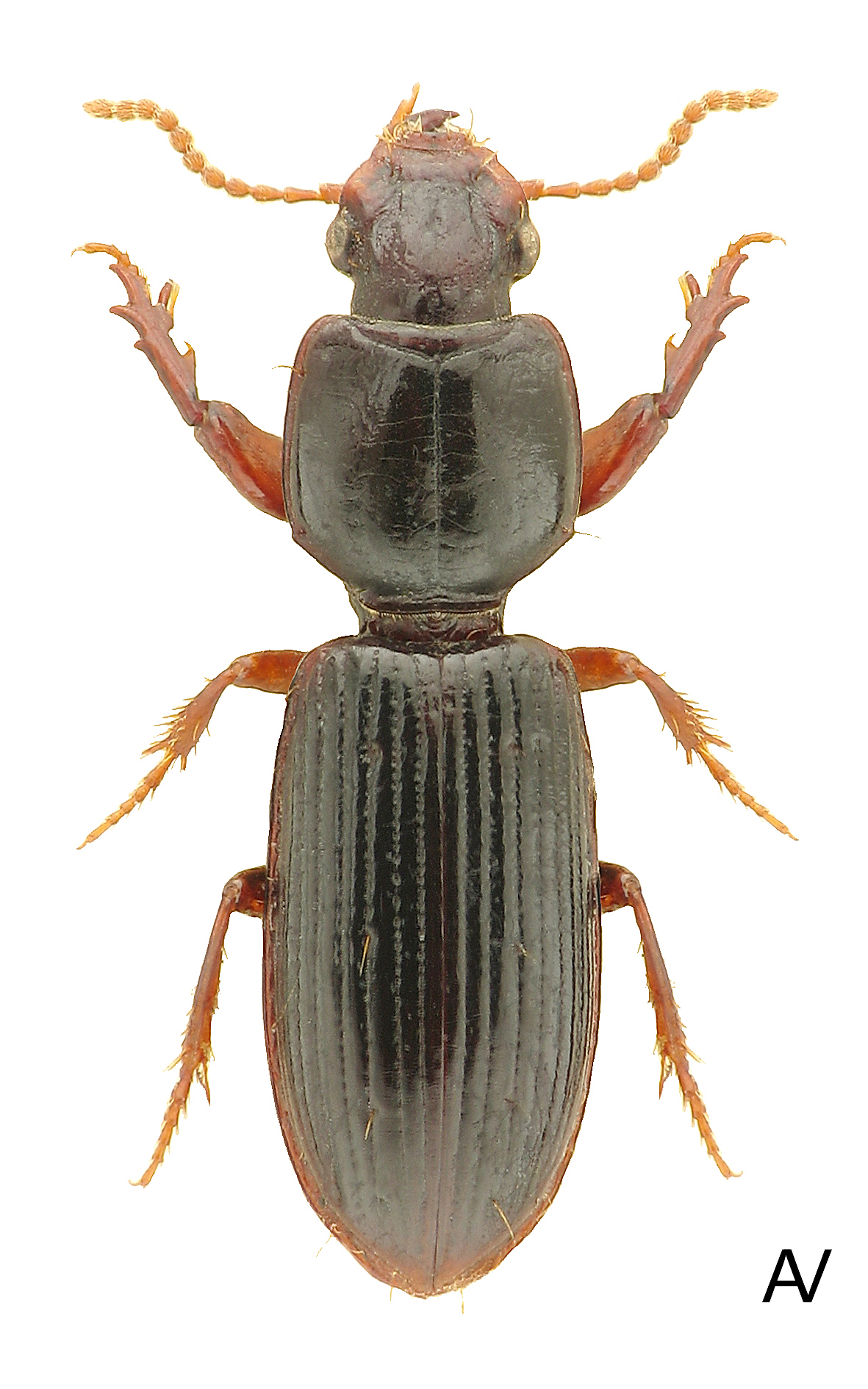 Clivina Alchetron, The Free Social Encyclopedia